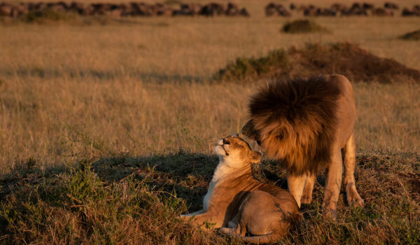 The Masai Mara Conservancies