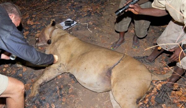 The Niassa Carnivore Project’s Fight For African Wildlife In Mozambique