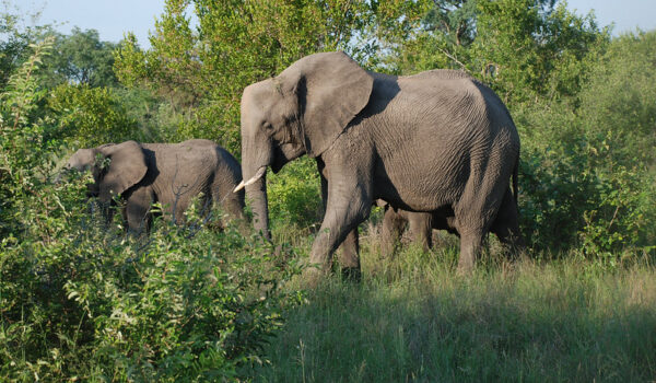 Top 5 Best Game Reserves For Safaris Near Cape Town