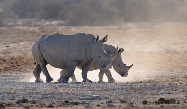 Top Botswana Safari Destination Khama Rhino Sanctuary