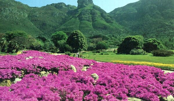 Welcome To Paradise Kirstenbosch Botanical Gardens In Cape Town