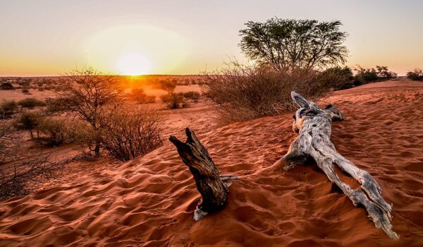 What’s There To Love About A Wild Kalahari Desert Safari In Botswana