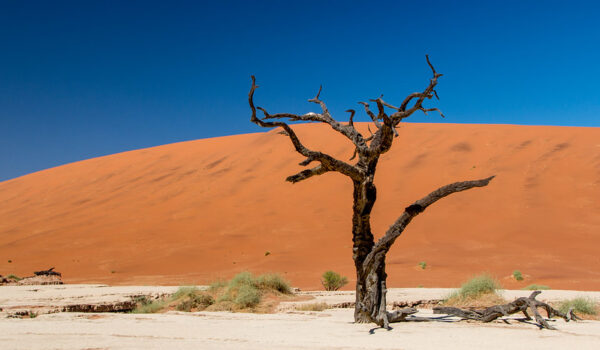 When To Go On African Safari & Where Best Time To Visit Africa