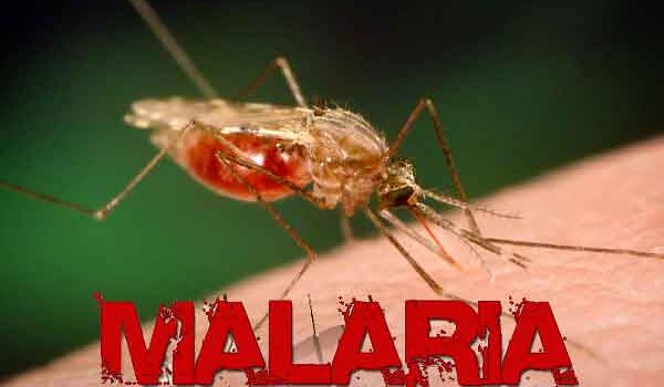 Where To Go On A Malaria-free Family Safari In South Africa