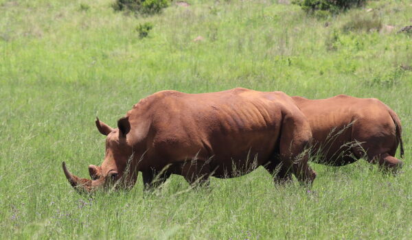 Will I See The Big 5 Of Africa On My Walking Safari