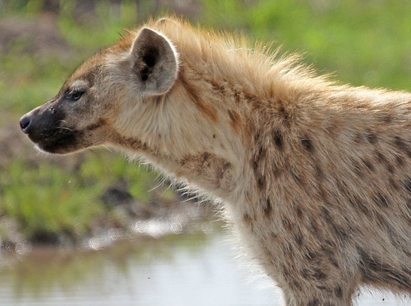 10 Day Kenya and Uganda Safari