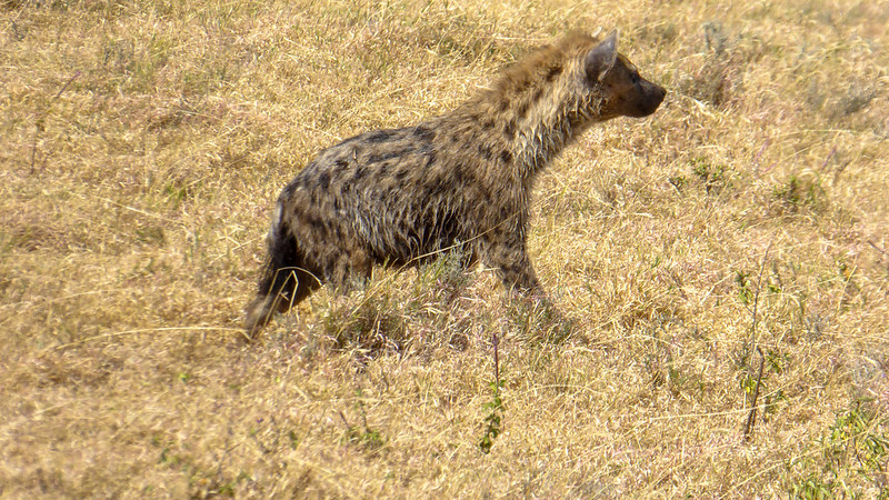 11 Days Gorillas and Tanzania Adventure.