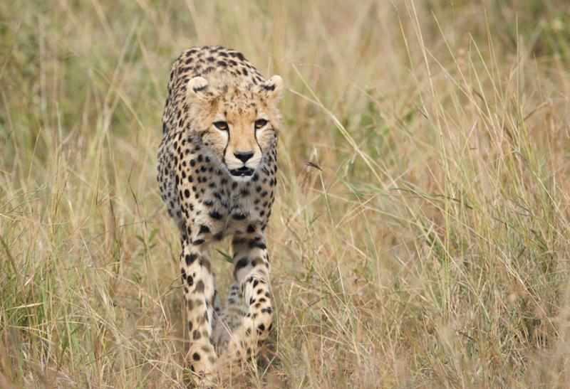 13 Days Kenya and Tanzania Combined