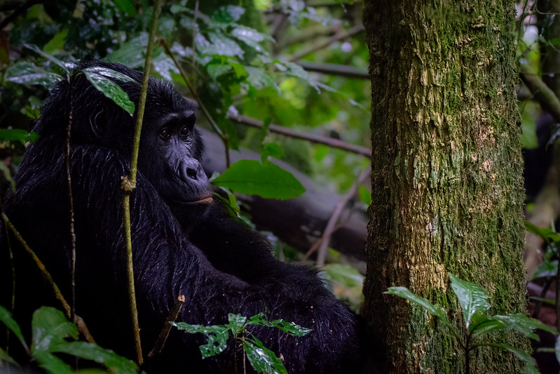 14 Days Gorilla Tracking Uganda Safari