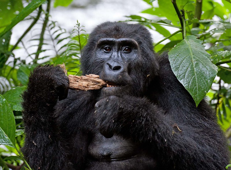 14 Days Primates Honeymoon Safari Uganda