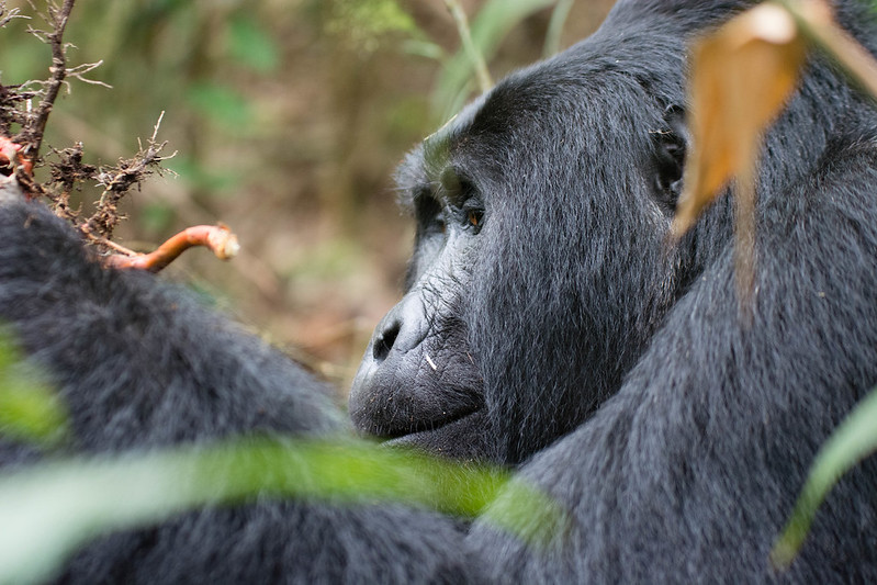 21 Days Honeymoon Adventure Uganda