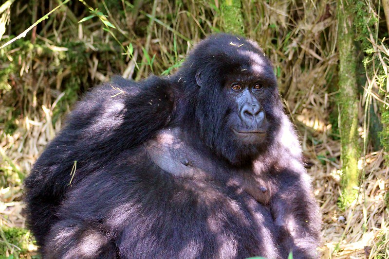 22 Days Best of Congo, Rwanda and Uganda Safari