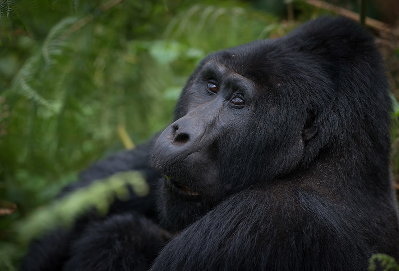 3 Day Gorilla Trekking Tour Uganda