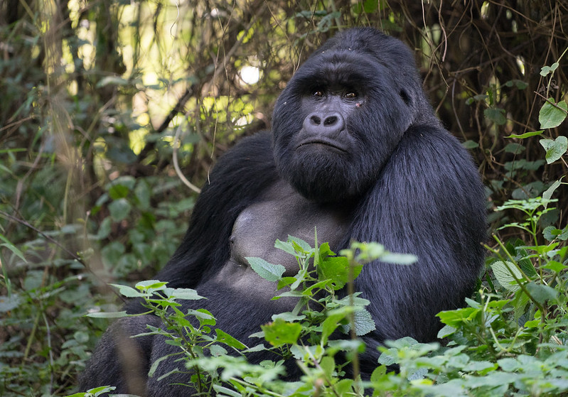 3 Day Mgahinga Gorilla Trekking Safari.
