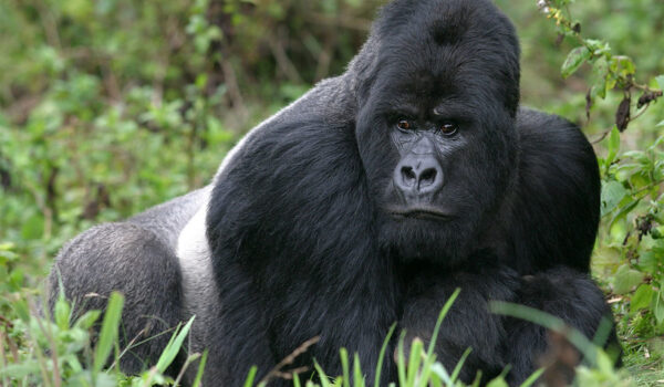 3 Day Uganda Gorilla Trekking From Kigali