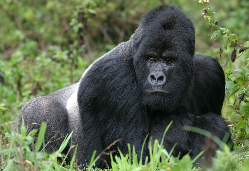 3 Day Uganda Gorilla Trekking From Kigali