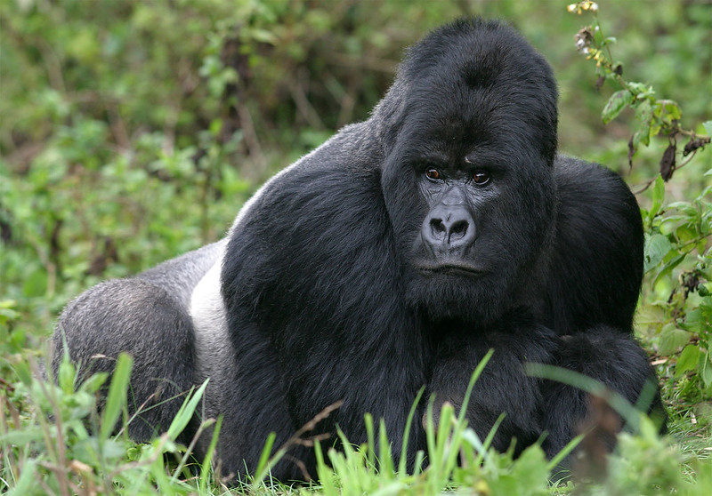 3 Day Uganda Gorilla Trekking from Kigali