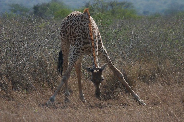 3 Days Akagera National Park Safari