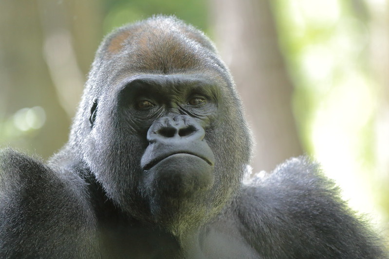 3 Days Congo Eastern Lowland Gorilla Trekking