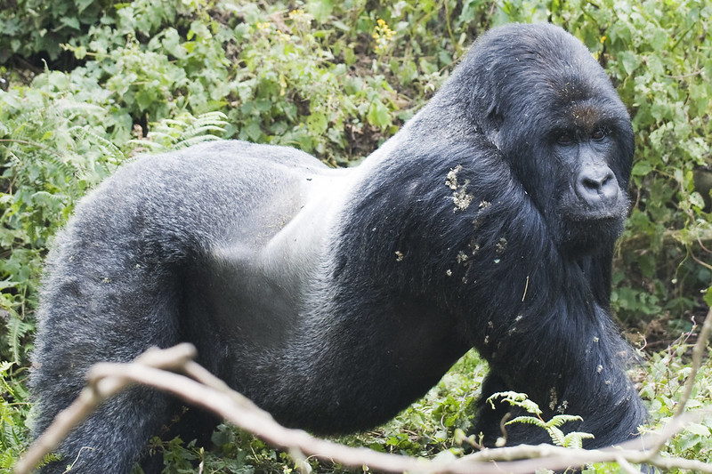 3 Days Congo Gorilla Trekking Tour