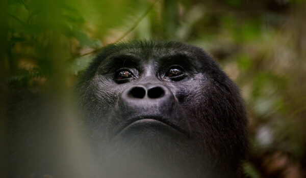 3 Days Fly In Gorilla Trekking Tour