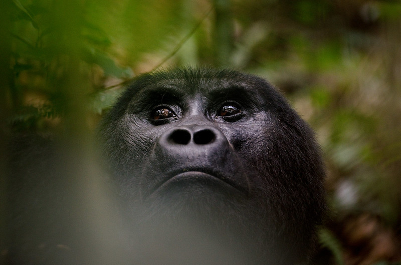 3 Days Fly In Gorilla Trekking Tour