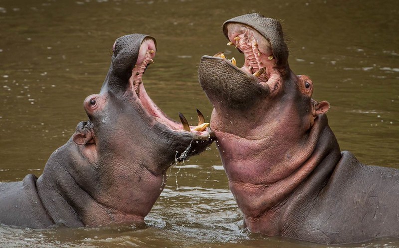 3 Days Masai Mara Safari