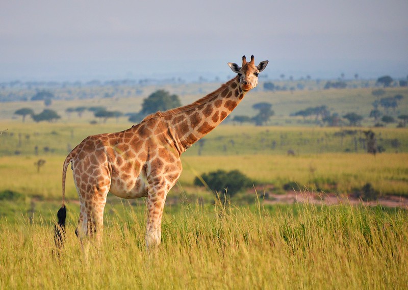 3 Days Queen Elizabeth National Park Tour