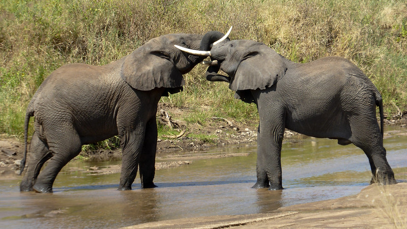 3 Days Tanzania Safari Tour