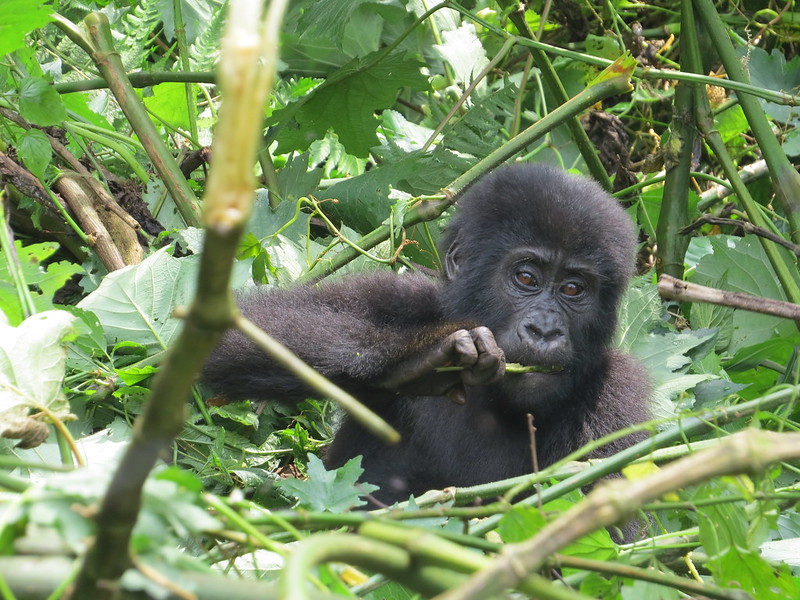 4 Day Gorilla Habituation and Trekking Via Kigali