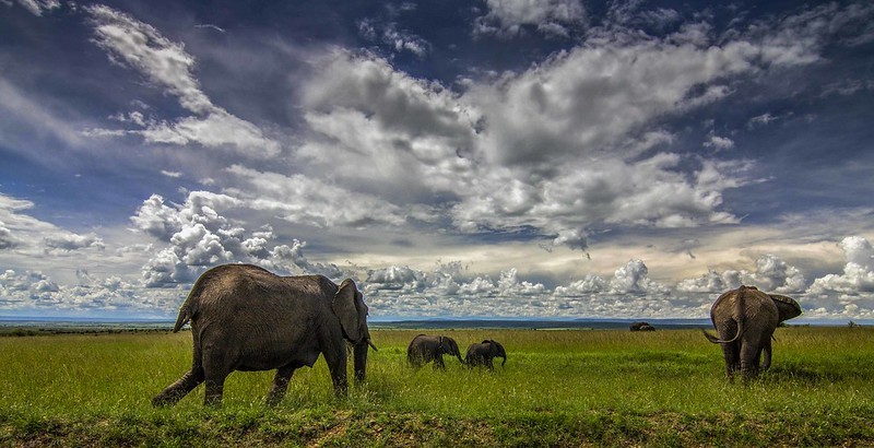 4 Day Masai mara Fly-in Safari