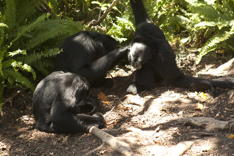 4 Days Congo Gorilla and Chimpanzee Trekking Tour