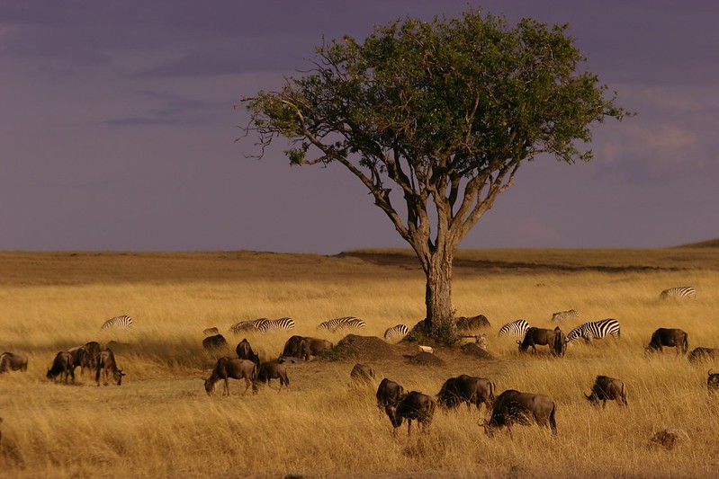 4 Days Kenya Wildebeest Migration
