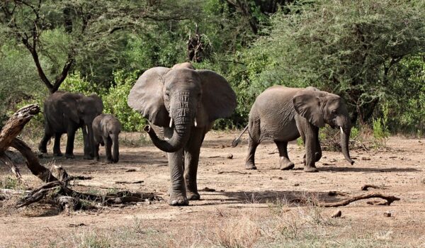 4 Days Tarangire, Serengeti And Ngorongoro Tanzania Safari