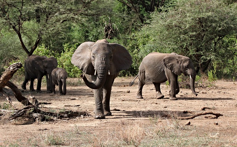 4 Days Tarangire, Serengeti and Ngorongoro Tanzania safari