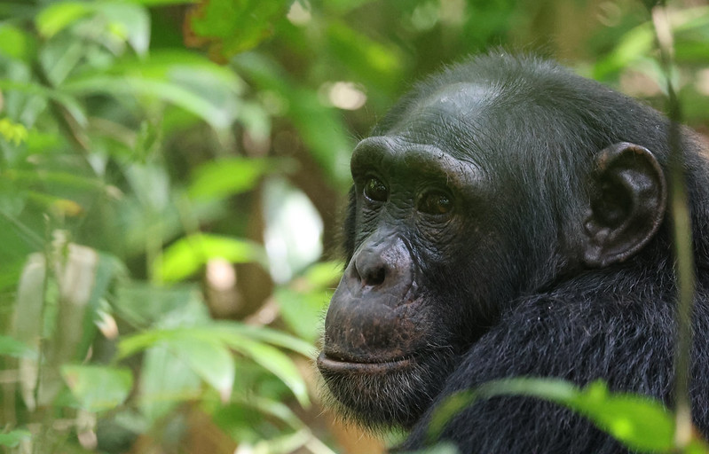 5 Day Uganda Gorilla and Chimpanzee via Kigali