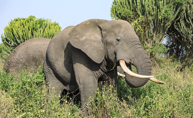 5 Day Uganda Gorillas and Wildlife Via Kigali