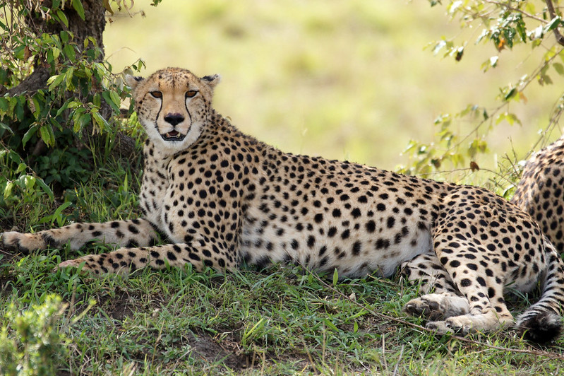 5 Days Kenya Wildlife Adventure