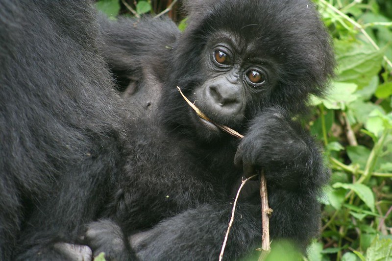 5 Days Nyiragongo Hike and Gorilla Trekking in Congo