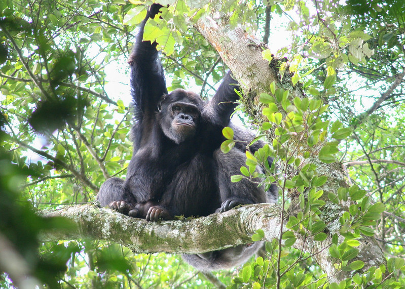 5 Days Rwanda Discounted Gorilla & Chimpanzee Trekking Tour