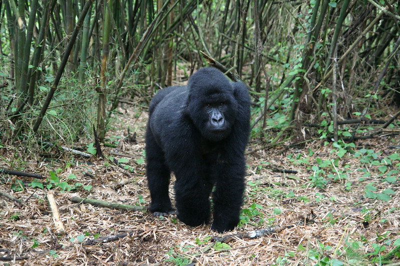 5 Days Rwanda Discounted Gorilla and Wildlife Tour