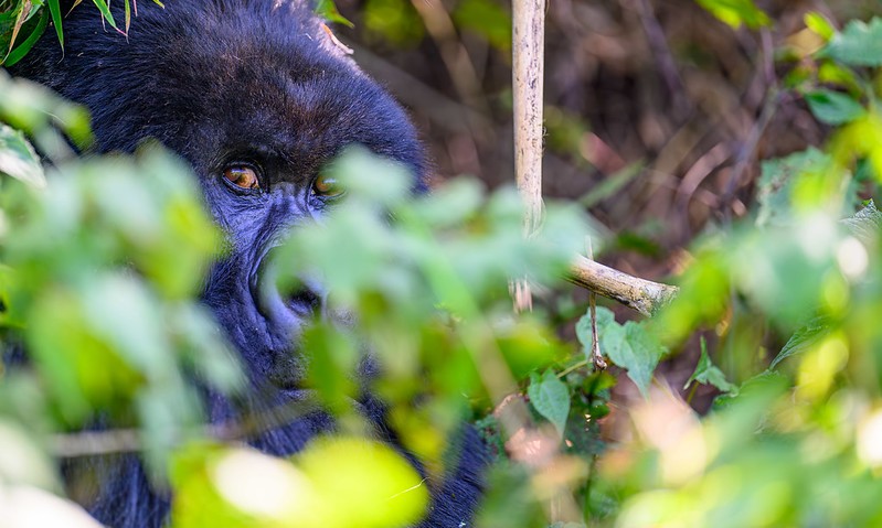 6 Days Congo Gorillas and Nyiragongo Hike