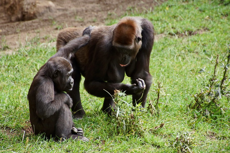 6 Days Congo Low Land Gorilla Trekking.