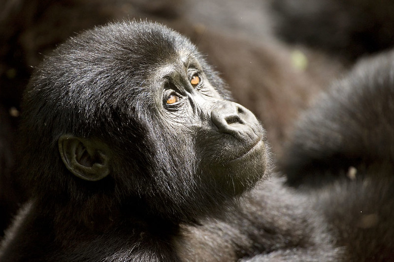 7 Days Best Uganda Gorilla Tour.