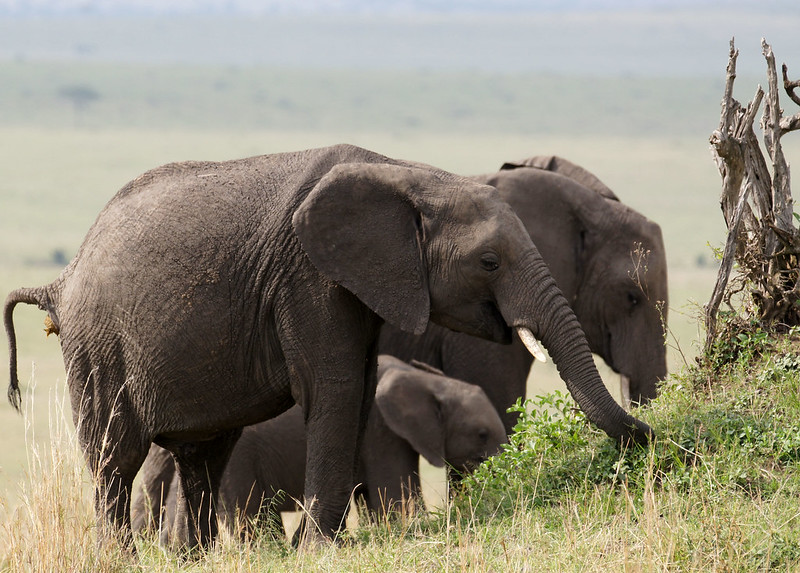 7 Days Best of Kenya Safari