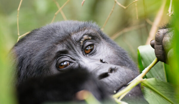 7 Days Luxury Rwanda Safari