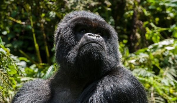 7 Days Rwanda Gorilla Tracking Tour