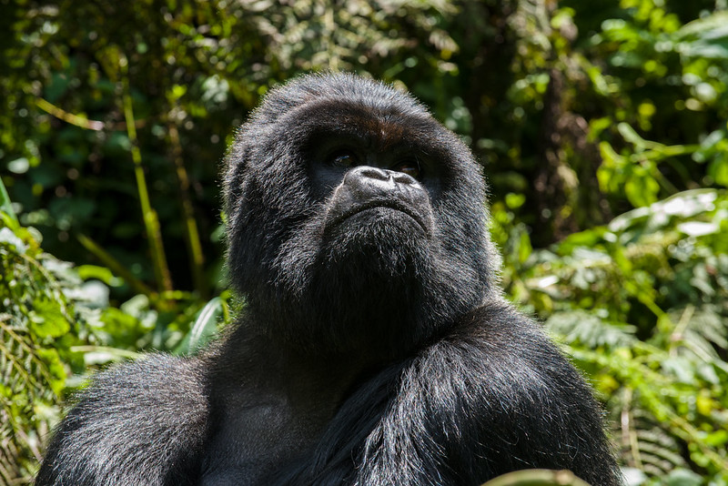 7 Days Rwanda Gorilla Tracking Tour