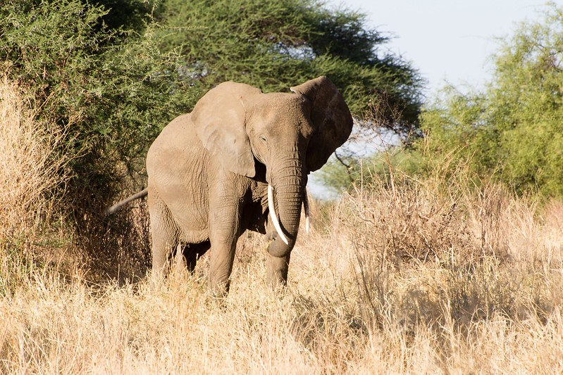 7 Days Tanzania Northern Route Safari