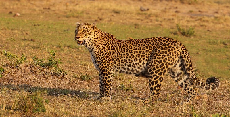 8 Days Best of Kenya Safari